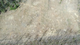 в Булгаковском сельском поселении высадили 3000 саженцев ели - фото - 4
