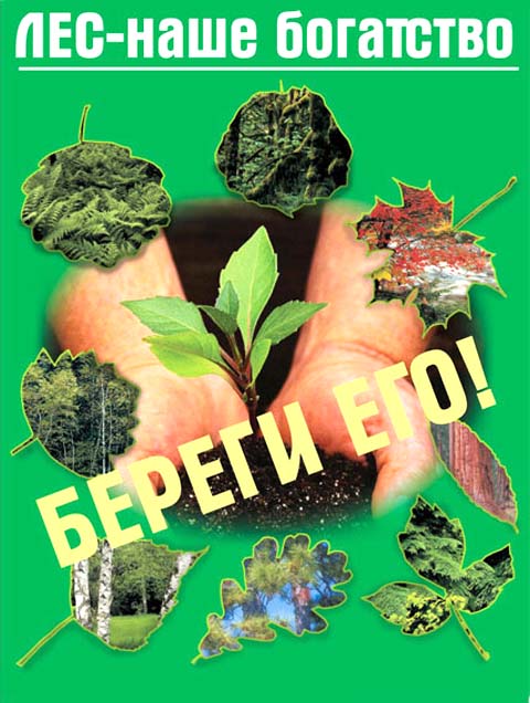День леса плакат. Экологические лозунги. Международный день леса плакат. Лозунги про экологию. Экологические слоганы.