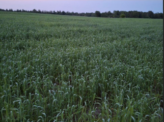 завершили сев яровых культур - фото - 1