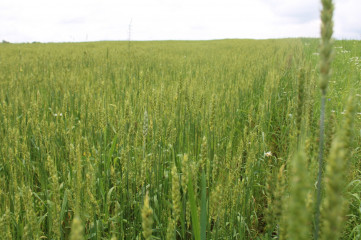 глава округа Виктор Молотков побывал в хозяйстве Олега Ивановича Шманькова - фото - 8