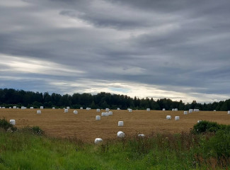в Духовщинском округе заготовили основную массу кормов - фото - 1