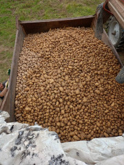 картофелеводческие хозяйства округа приступили к уборке картофеля - фото - 1