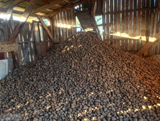 картофелеводческие хозяйства округа приступили к уборке картофеля - фото - 2