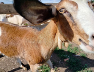 приглашаем на семинар о мерах поддержках сельхозпроизводителей - фото - 1