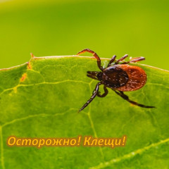 осторожно клещи - фото - 1