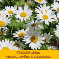сегодня замечательный праздник - День семьи, любви и верности - фото - 1
